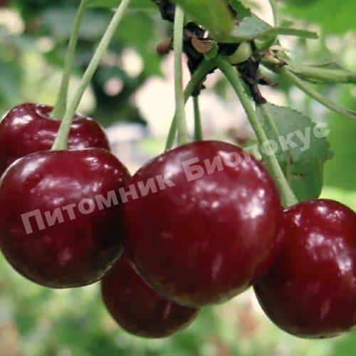 Вишня Шалунья