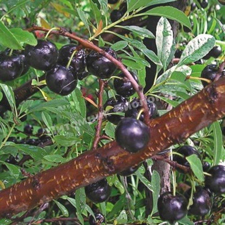 Вишня Ширпотреб черная