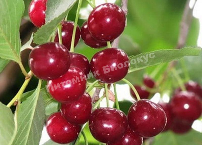 Вишня Стойкая