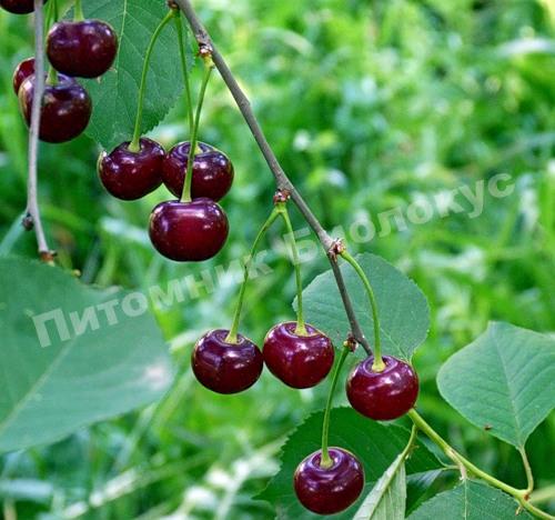 Вишня Студенческая