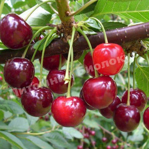 Вишня Сударушка