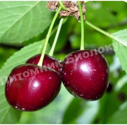 Вишня Сюрприз