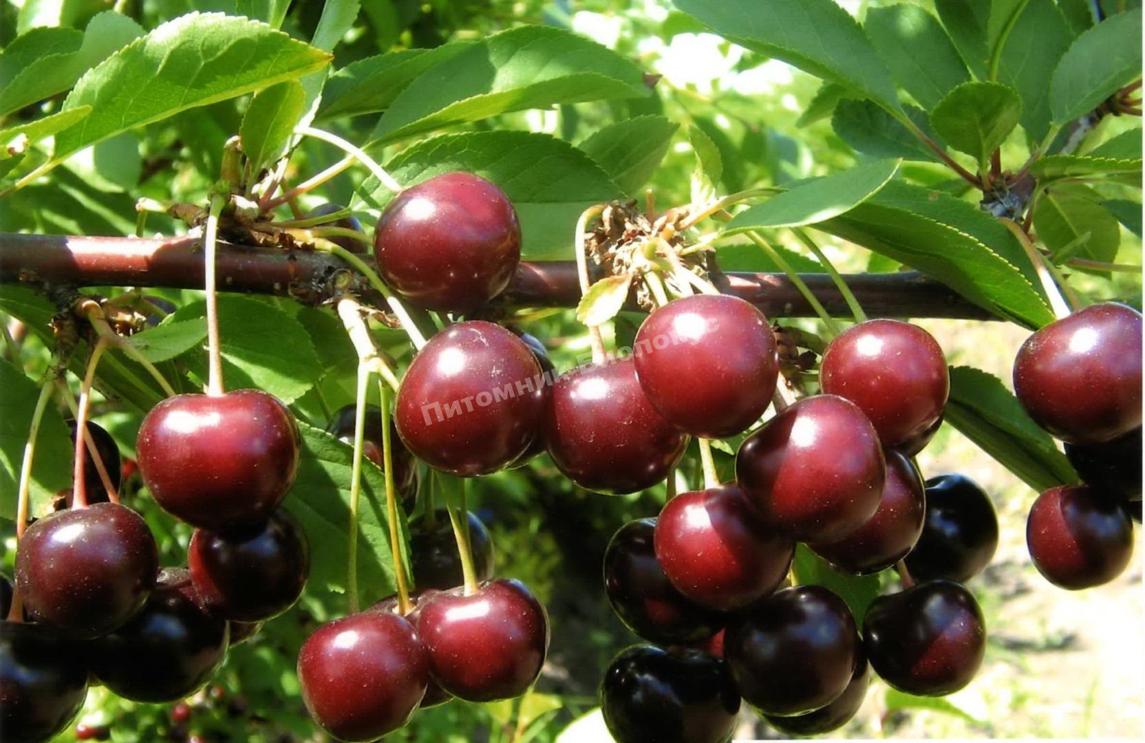 Вишня Тамарис