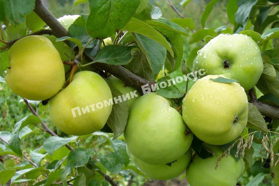 Яблоня Антоновка