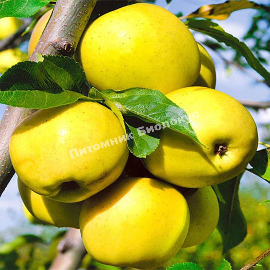 Яблоня Антоновка золотая