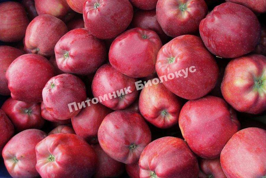 Яблоня Глостер