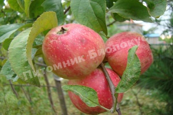 Яблоня Абориген