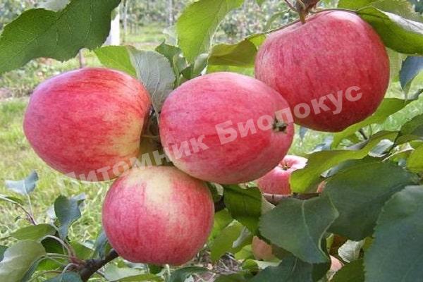 Яблоня Аленушкино