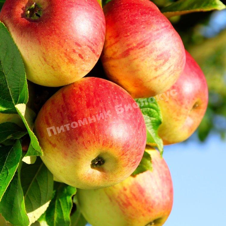 Яблоня Аполлон