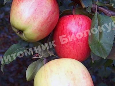Яблоня Колоновидная Аркадик