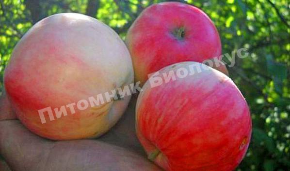 Яблоня Бельфлер китайка