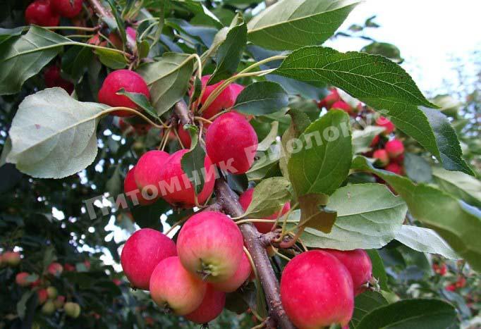 Яблоня Добрыня