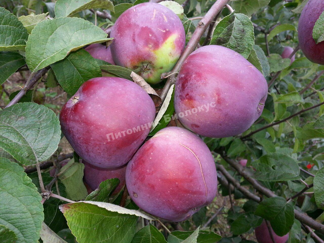 Яблоня Голубая