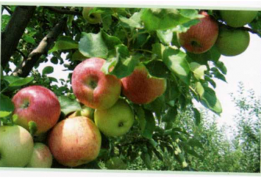 Яблоня Кубань спур