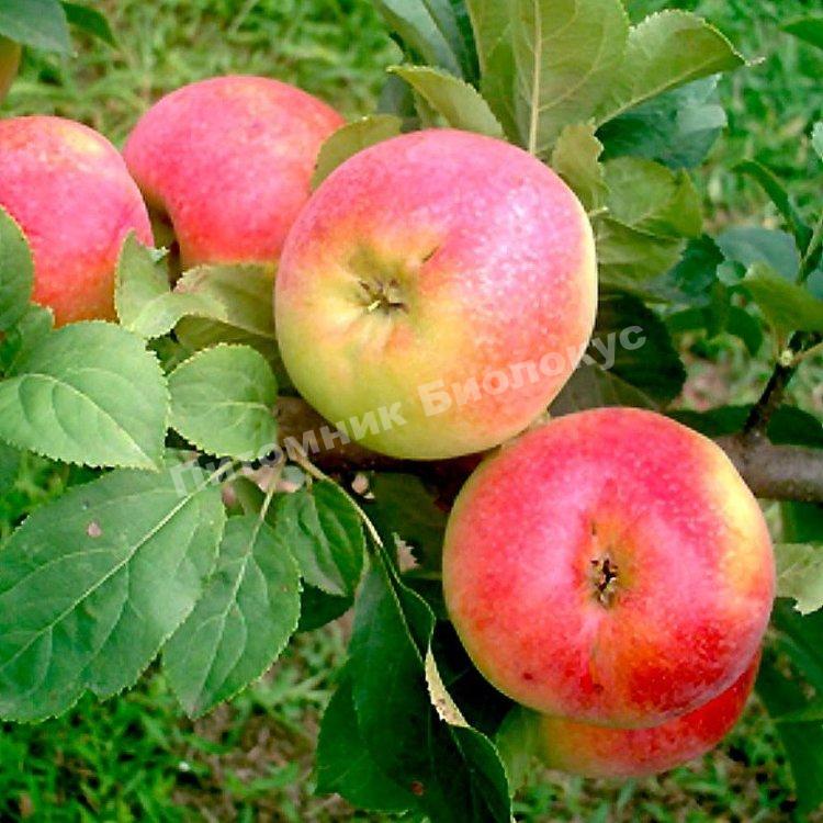 Яблоня Палитра