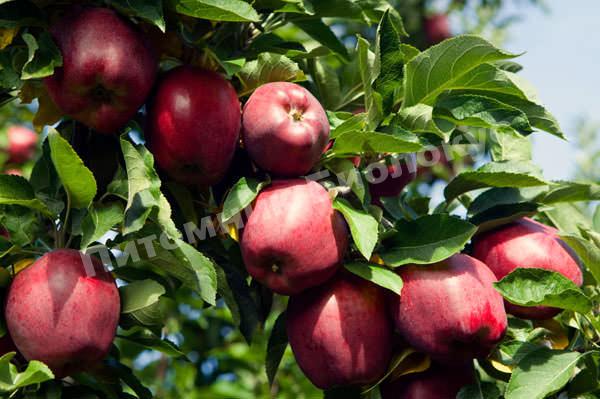 Яблоня Рихард