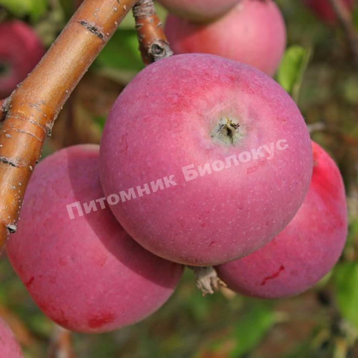 Яблоня Рождественское