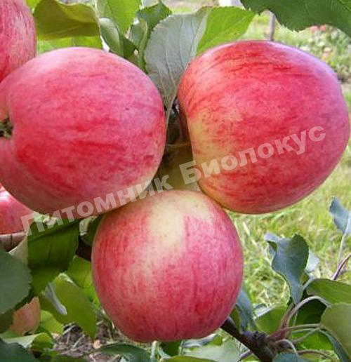 Яблоня Розовый Налив