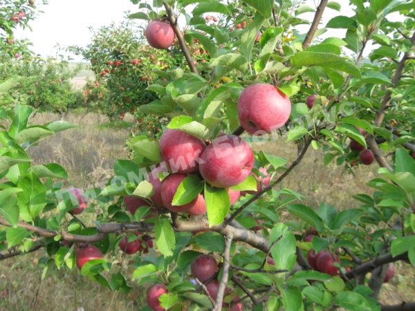 Яблоня Спартан