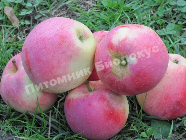 Яблоня Строевское