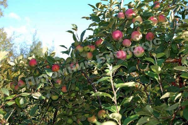 Яблоня Зарянка