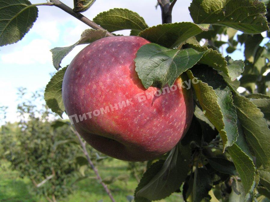 Яблоня Желанное