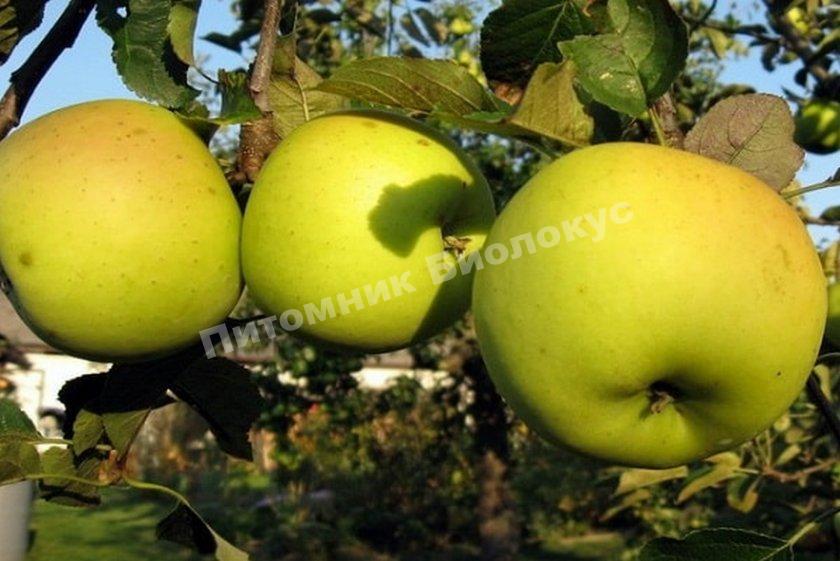 Яблоня Зимний банан