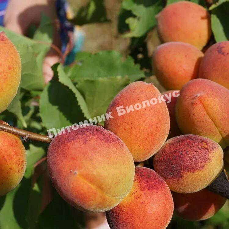 Абрикос Московский