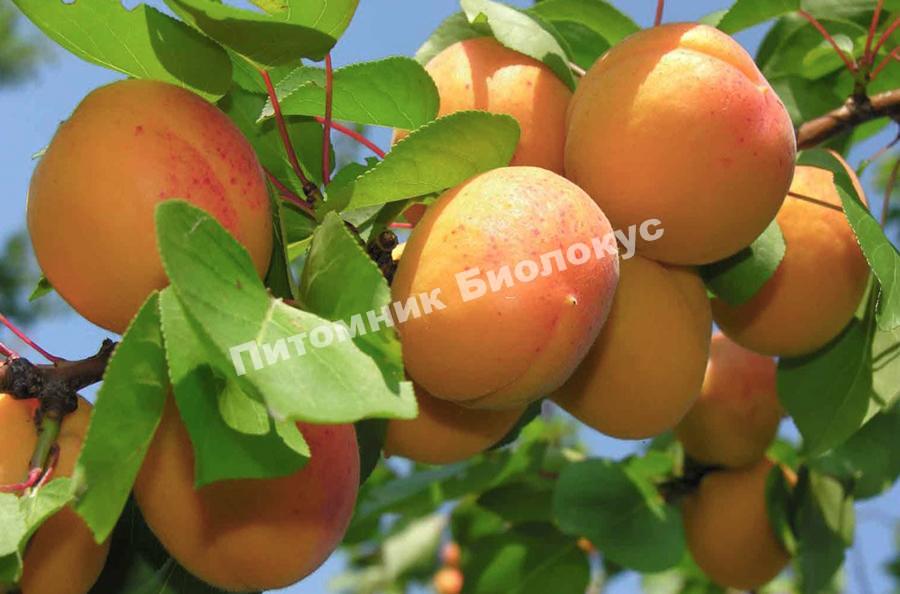 Абрикос Россиянин