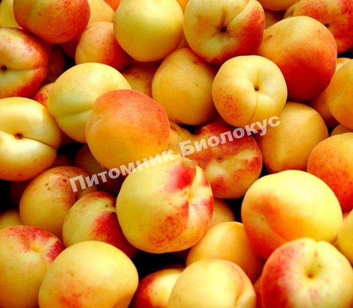 Абрикос Снегирек