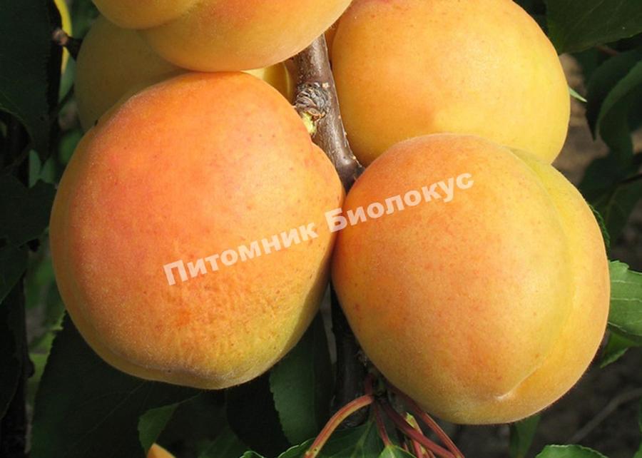 Абрикос Персиковый