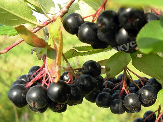 Рябина черноплодная (Арония) Хугин