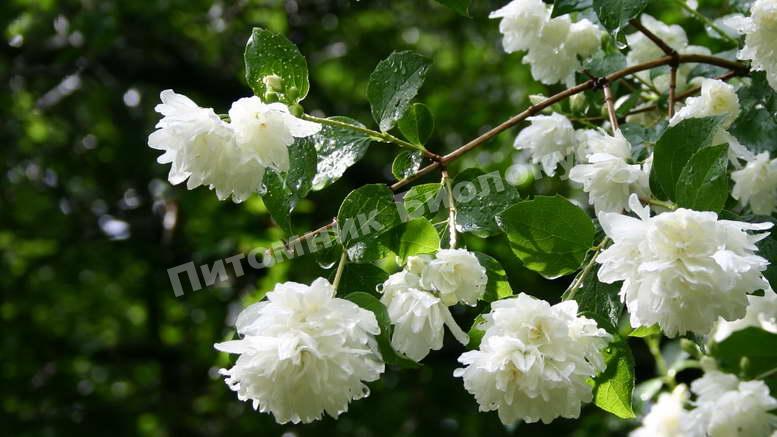 Жасмин Снегопад