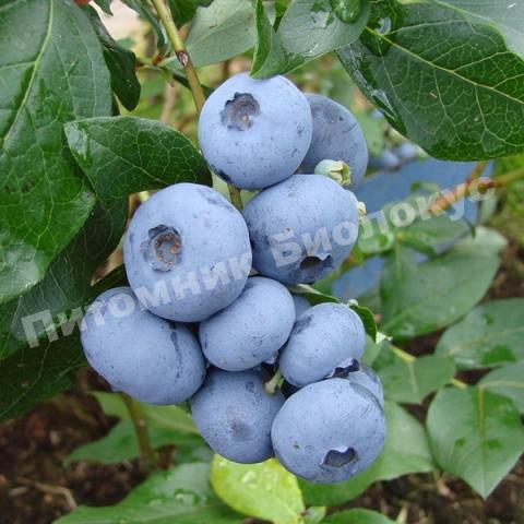 Голубика высокорослая Норт Блю