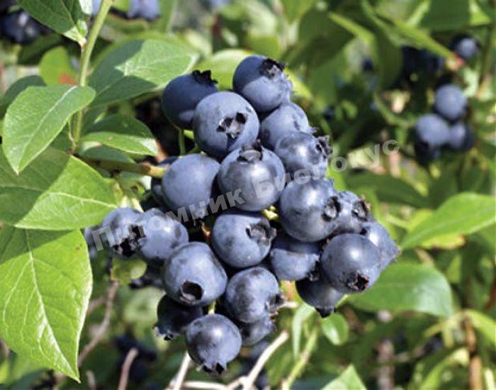 Голубика высокорослая Норт Кантри