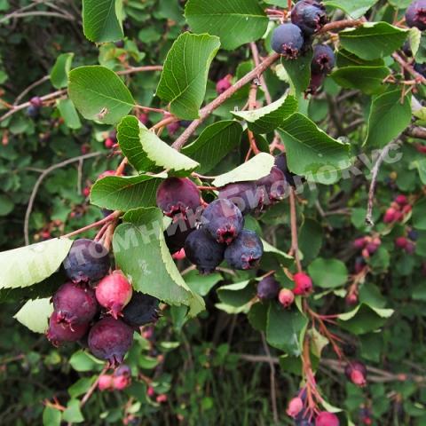 Ирга Колосистая