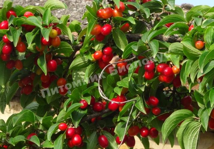 Кизил Лукьяновский