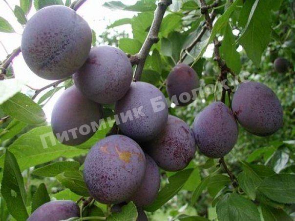 Слива Блю Свит