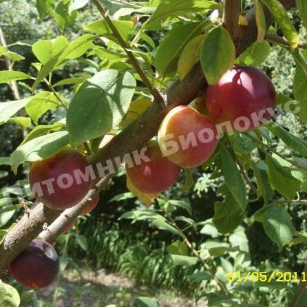 Слива Империал