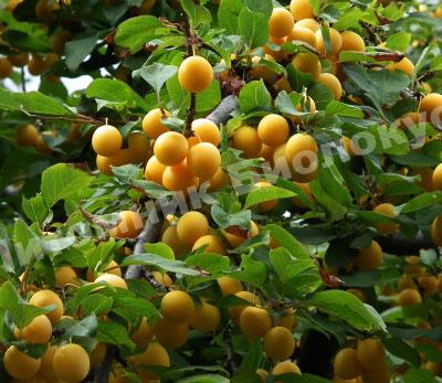 Слива Мирабель