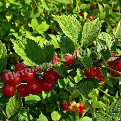 Вишня войлочная осенняя Вировская