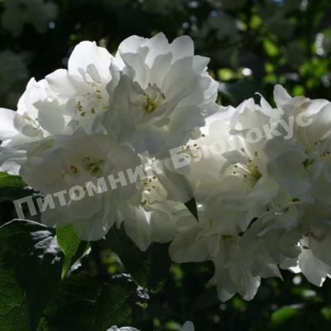 Жасмин Букет Бланк