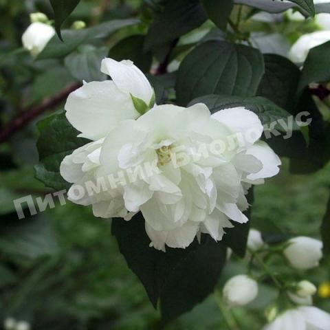 Жасмин Дам Бланш