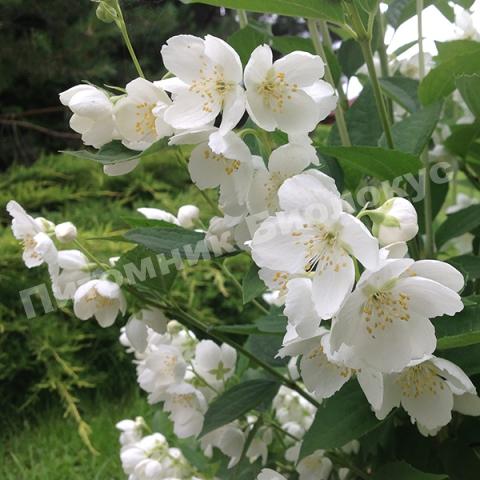 Жасмин Воздушный десант