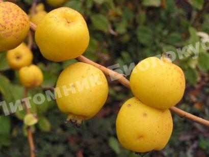 Айва Северная