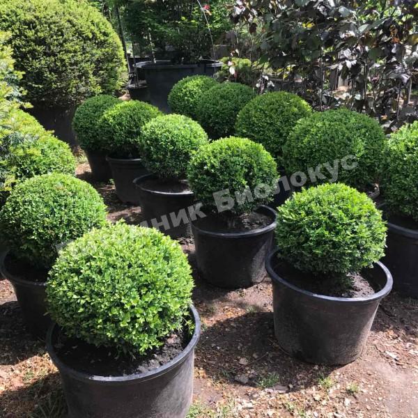 Самшит вечнозеленый ШАР