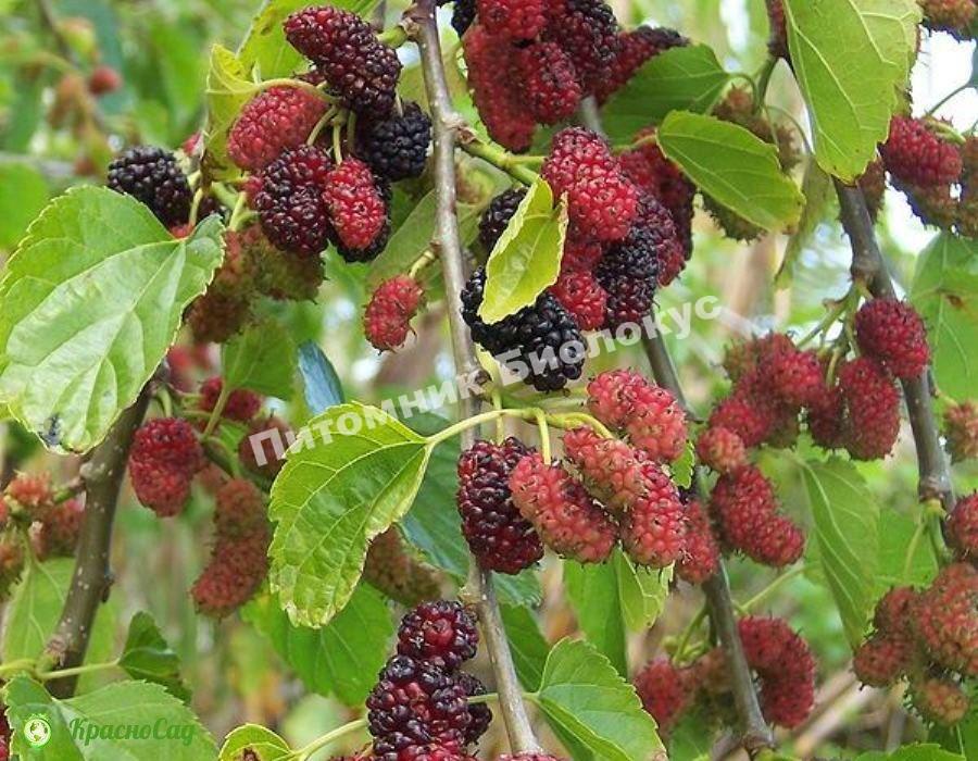 Шелковица Плакучая Пендула