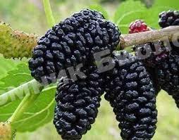 Шелковица Королевская