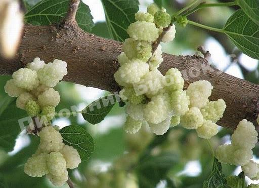 Шелковица белая Альба