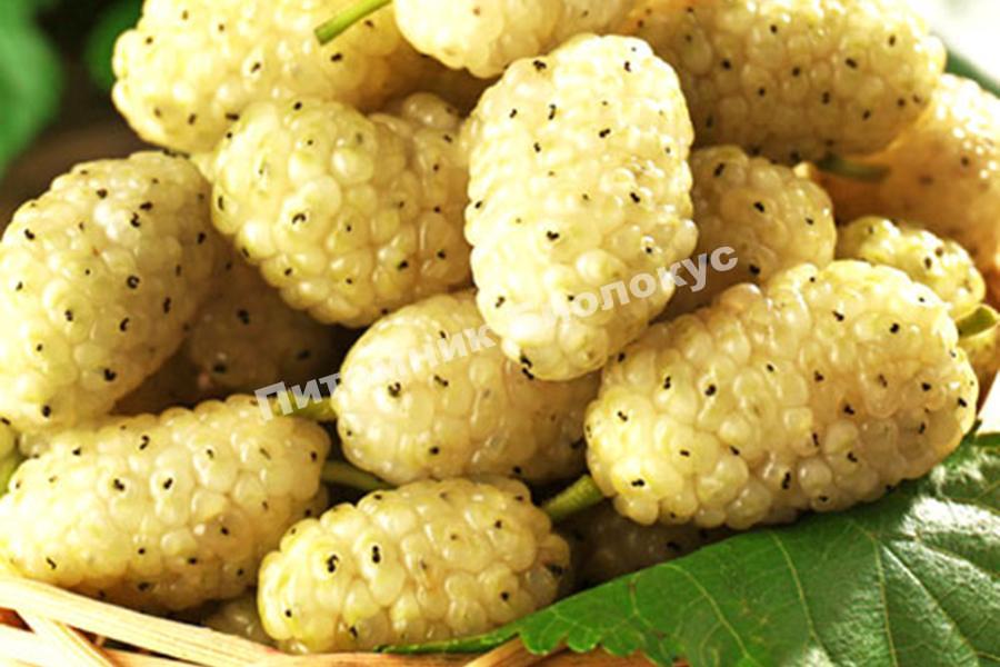 Шелковица Белая медовая